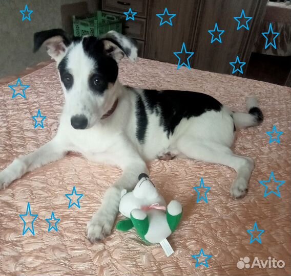 Белый щенок Ричард