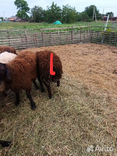 Свиньи живой вес