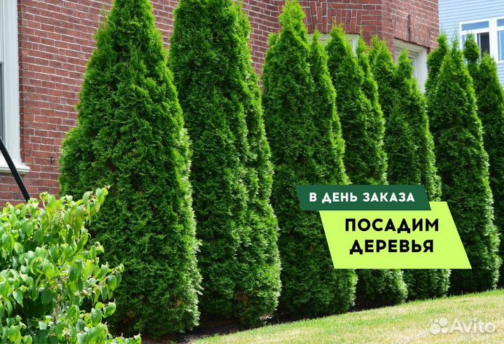 Туя Смарагд 1,8-2 м,Брабант,Колумна