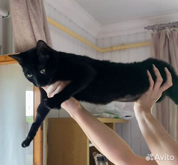 Чёрная ласковая короткошертная Кошка