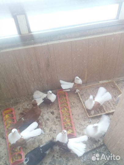 Статные голуби