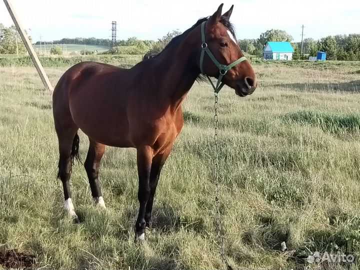 Продам кобылу