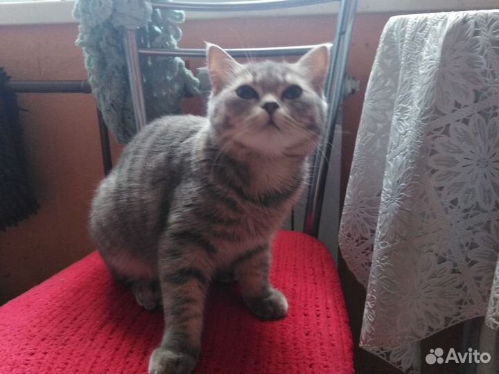 Шотландская