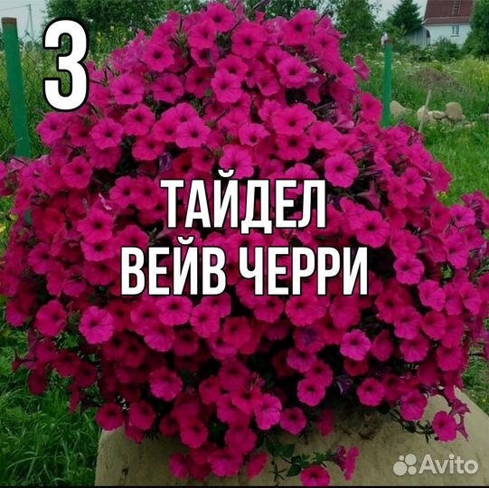 Рассада петунии Тайдел Вейв