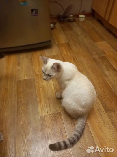 Кошка в дар