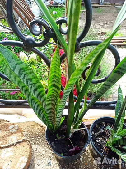 Сансевиерия