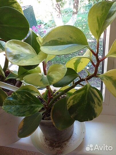 Пеперомиия туполистна