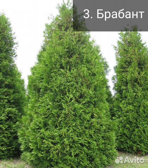 Туя вертикальная 2 (подробности в описании