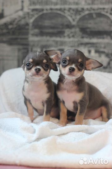 Чишки малышки