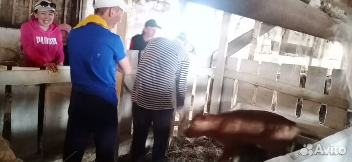 Продаются телята