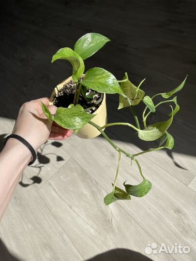 Сциндапсус (эпипремнум) Марбл Квин