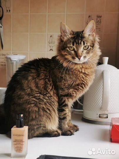 Котенок взрослый