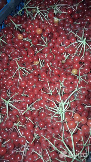 Ягода калины, Солнеч