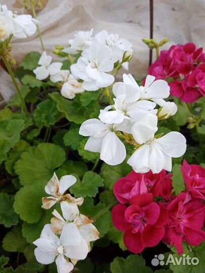 Пеларгония герань