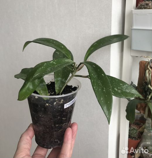 Хойя Hoya