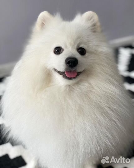 Немецкий шпиц ищет невесту (не продается)