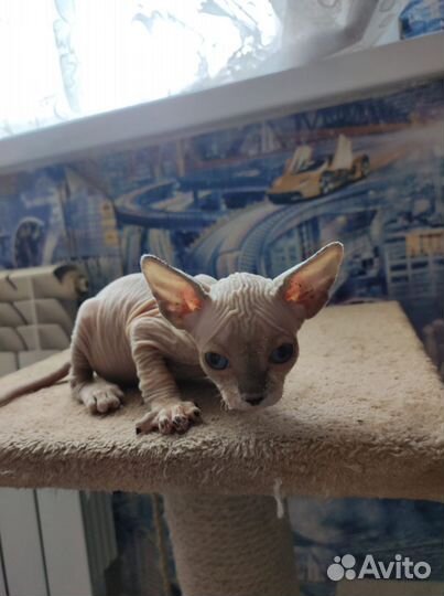 Продается котята)