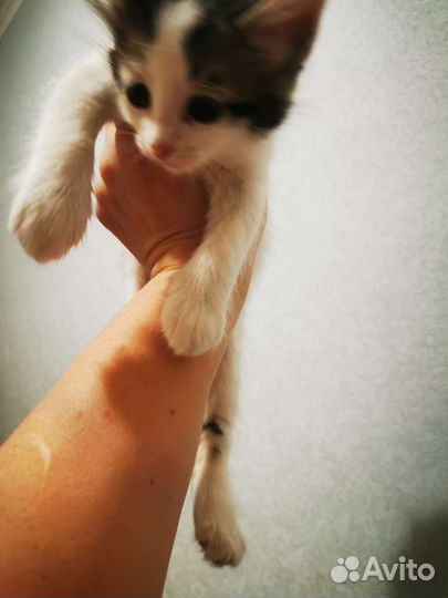 Котята сибирской породы