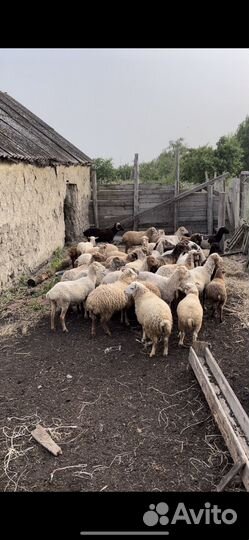 Овцы бараны ягнята