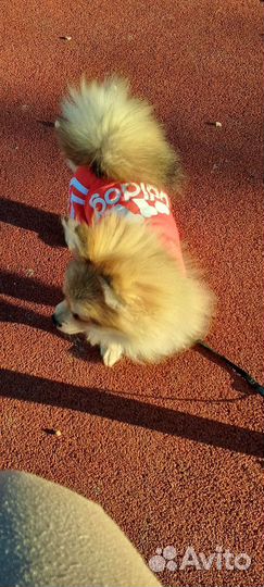 Щенок померанцкий немецкий щпиц