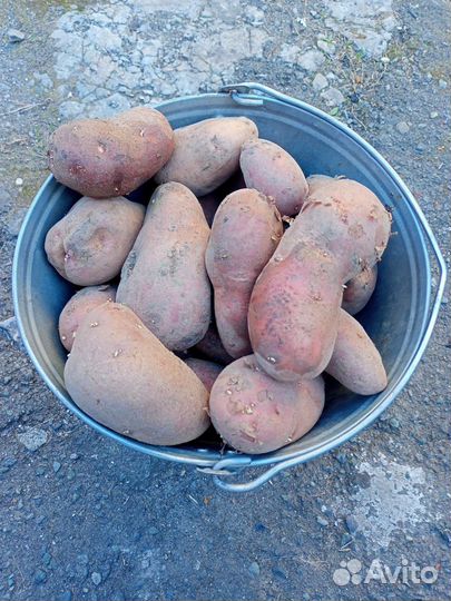 Продам картофель