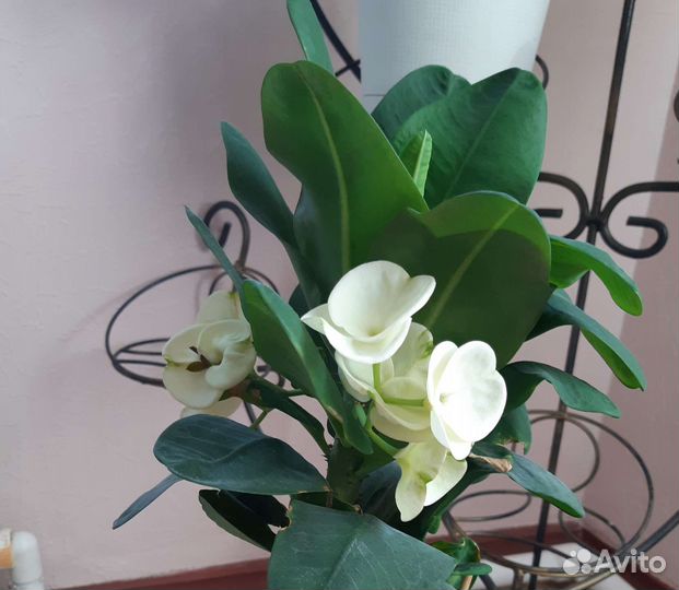 Молочай белый