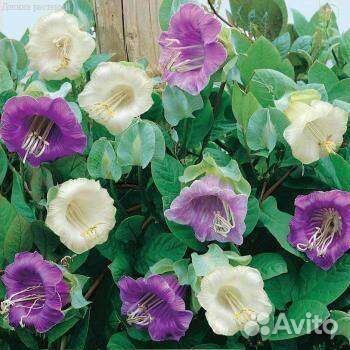 Семена растений для вертикального озеленения