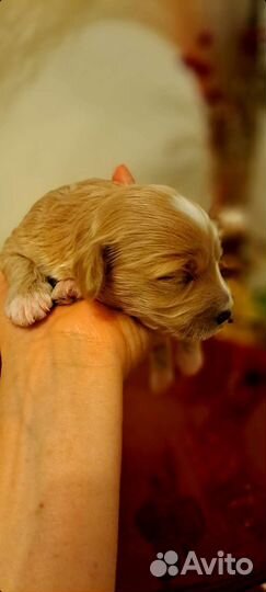 Щенки мальтипу f1