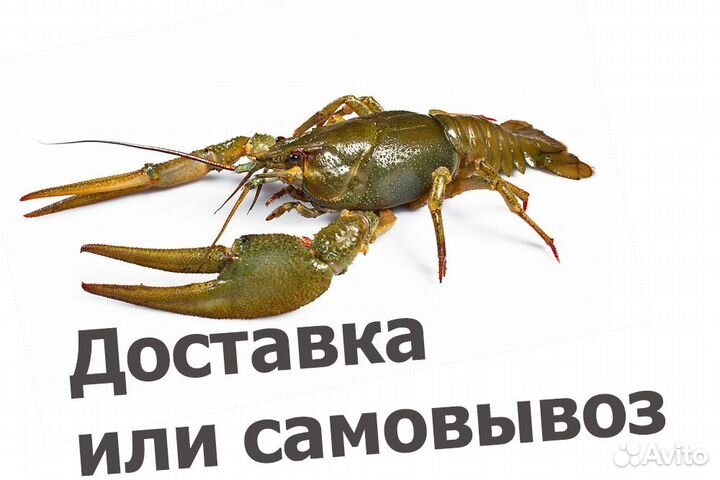 Раки живые всех категорий. Очень вкусные