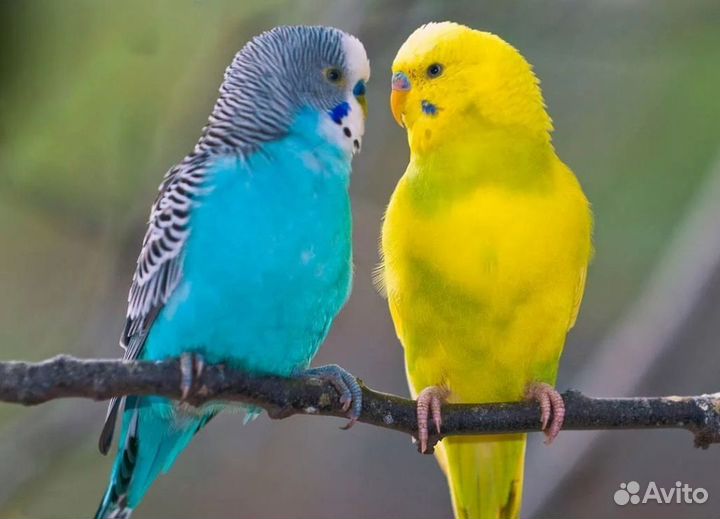 Волнистый попугай