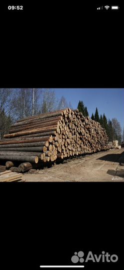 Принимаем лес хвоя