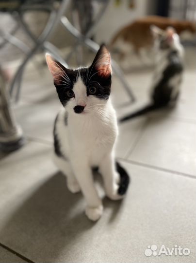 Котенок целовашка ласковый мурлыка мальчишка