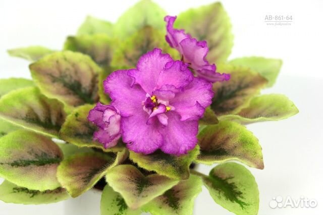 Сортовые фиалки пестролистные