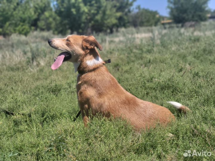 Собака в добрые руки