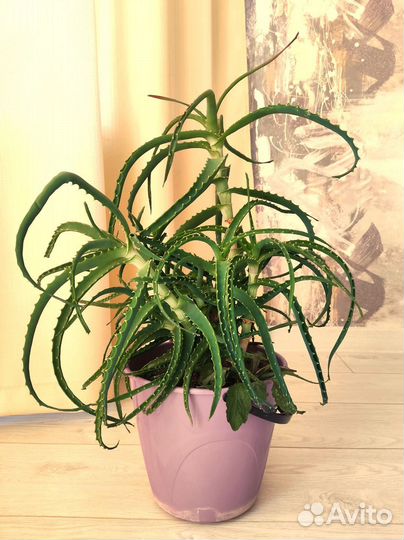 Алоэ столетник