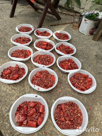 Плесень тараканы клопы осы блохи запахи крысы