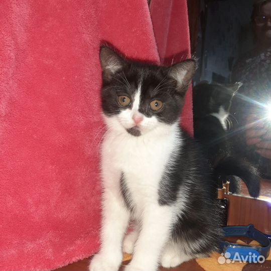 Котята