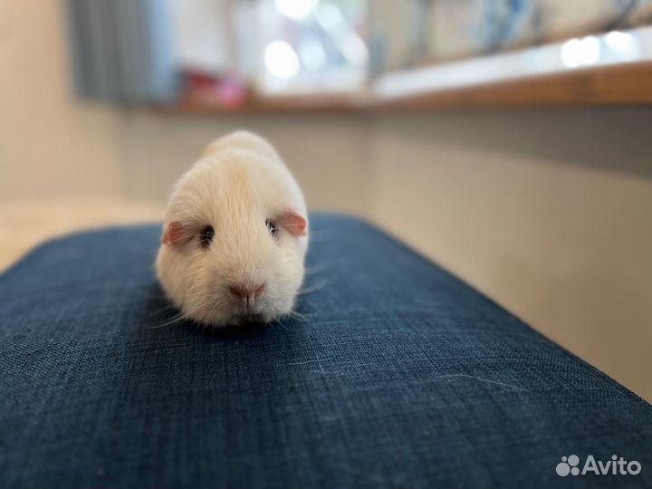Морская свинка английский селф