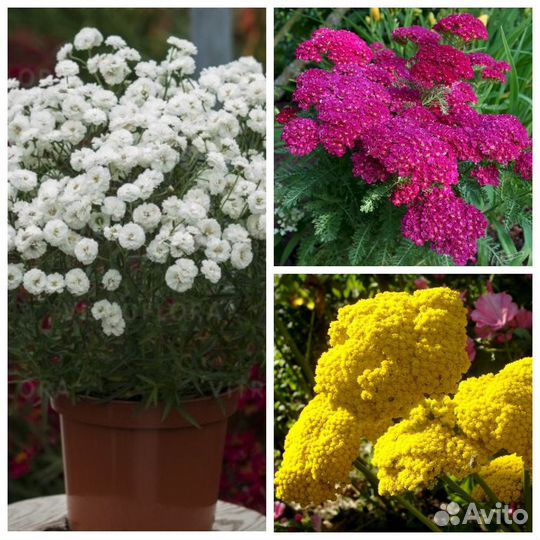 Садовые многолетние цветы