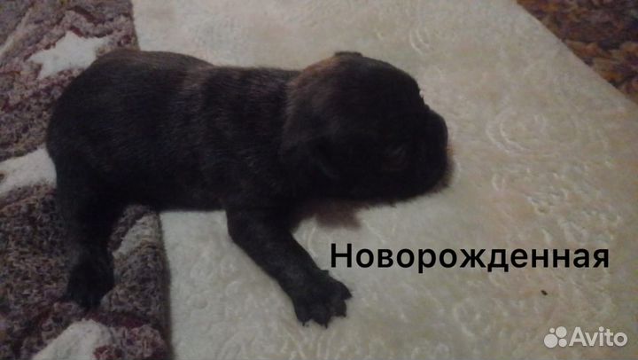 Французский бульдог