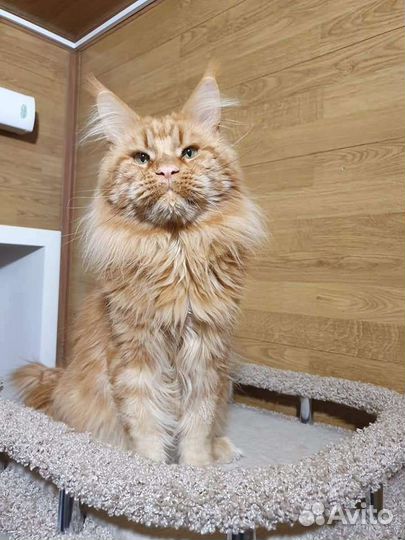 Коты взрослые мейн кун в добрые руки