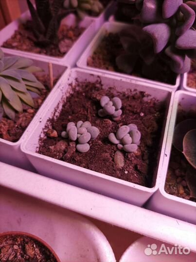 Кактусы и суккуленты