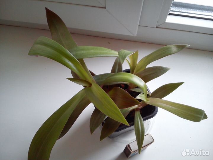 Рео, Сансевиерия