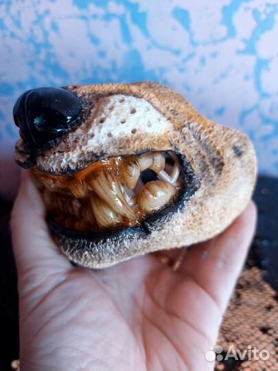 Намордник для маленькой собаки