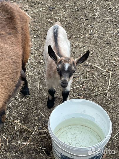 Продается коза и козлята