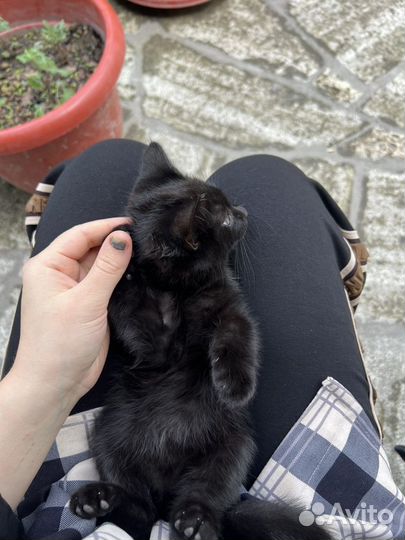 Черный котенок мальчик,отдаю в добрые руки
