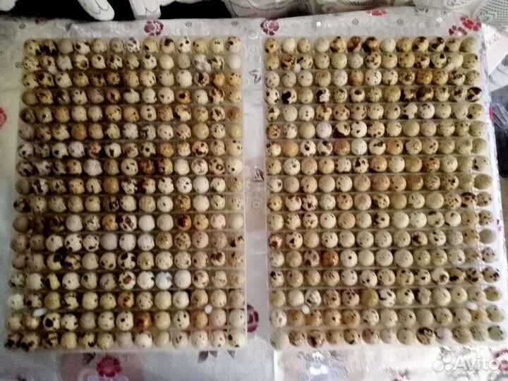 Перепела продажа