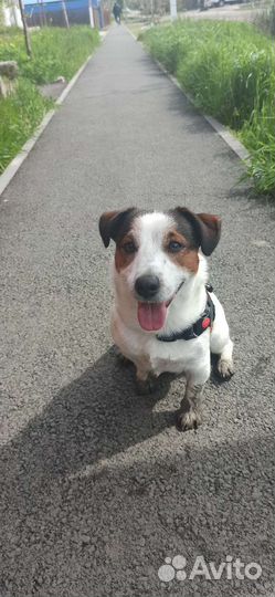 Случка собак