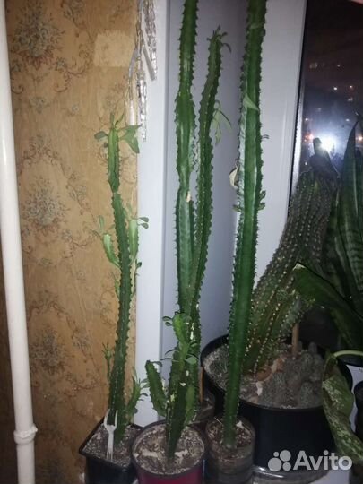 Спатифиллум, молочай треугольный детки и взрослые