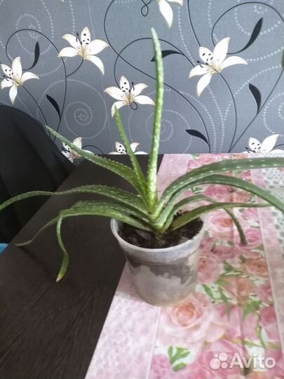 Алоэ столетник